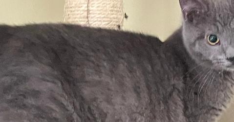 Enlarge King Charles, a Adopted mixed breed in Olyphant, PA image 6/6