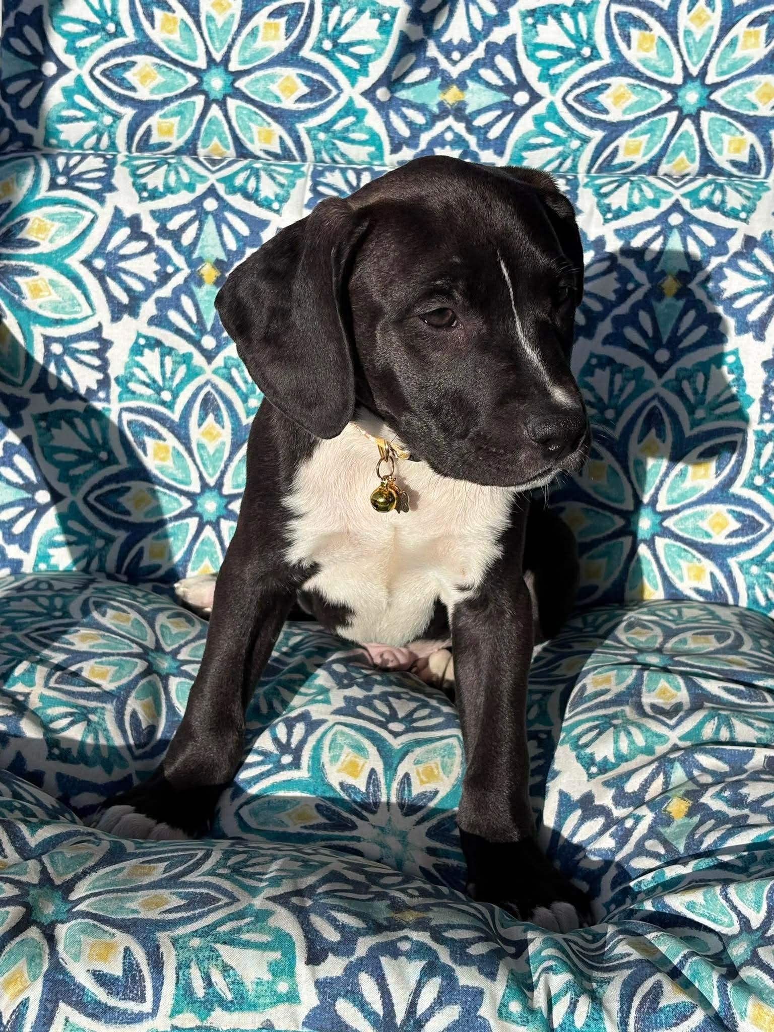 Morton, an adoptable mixed breed in Ayden, NC image 5/6