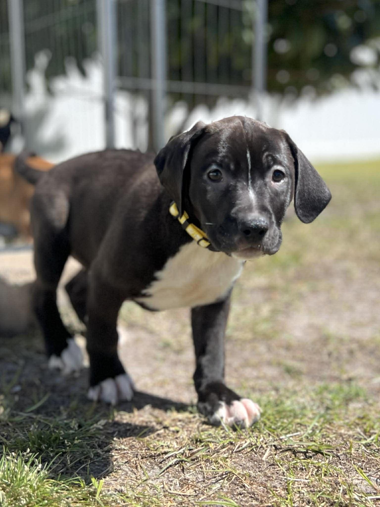 Morton, an adoptable mixed breed in Ayden, NC image 4/6