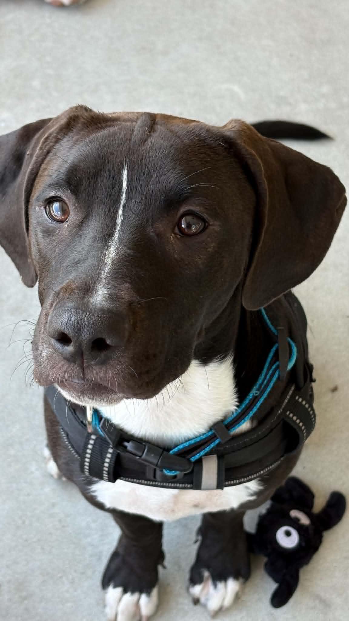 Morton, an adoptable mixed breed in Ayden, NC image 1/6