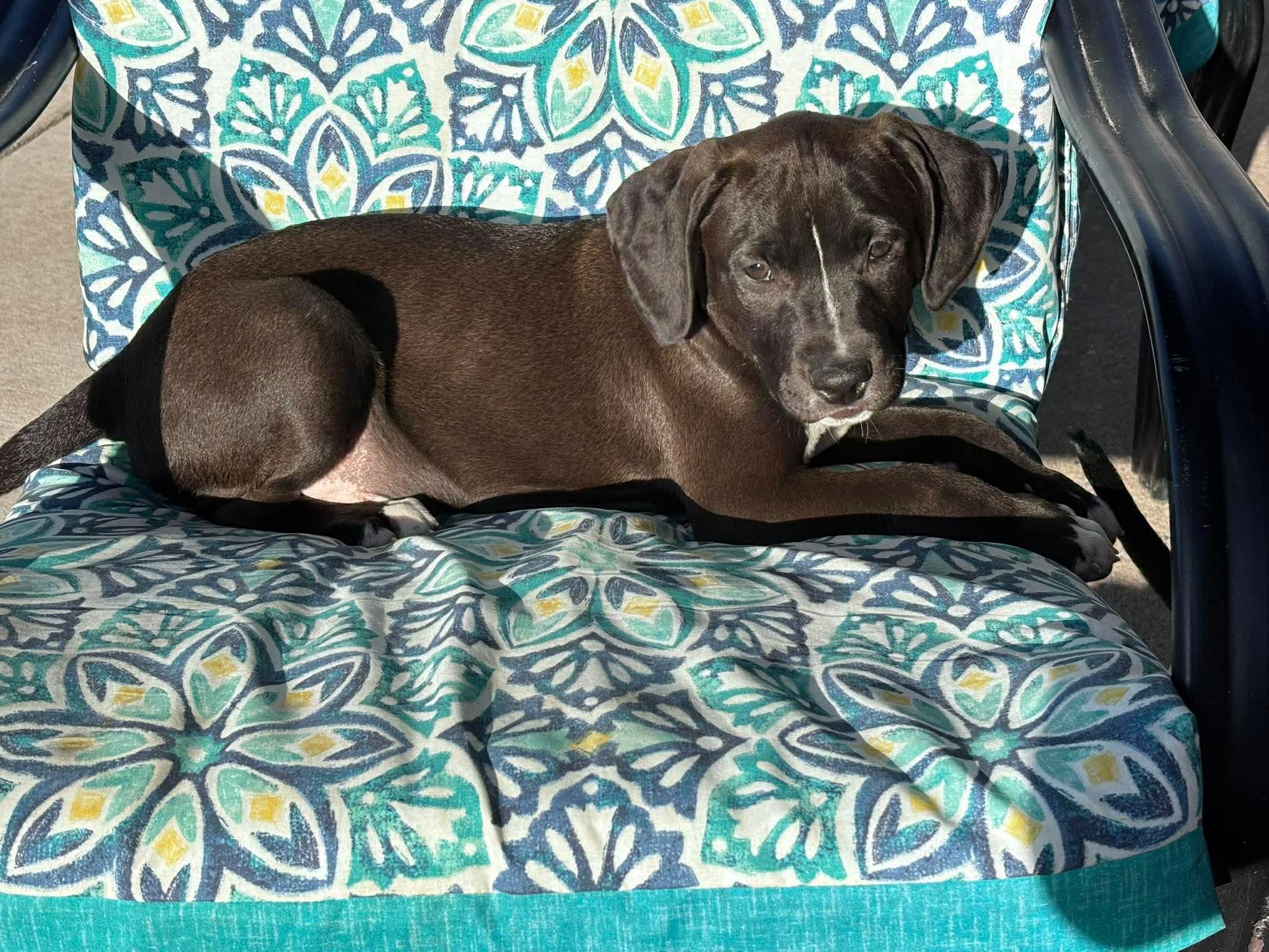 Morton, an adoptable mixed breed in Ayden, NC image 2/6
