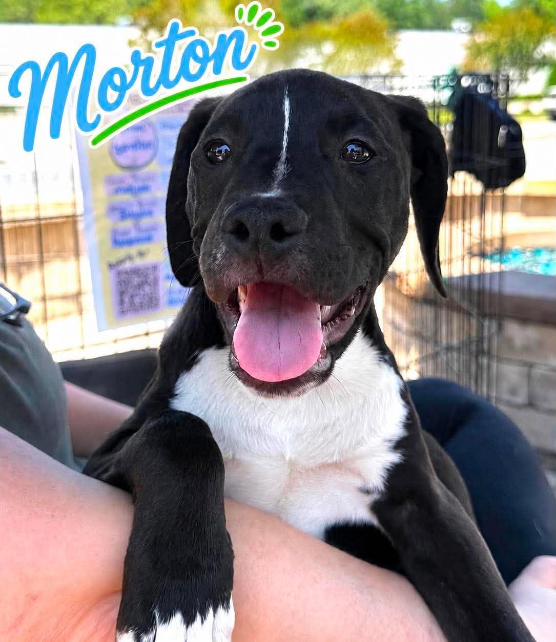 Morton, adoptable, Puppy Male Pit Bull Terrier.