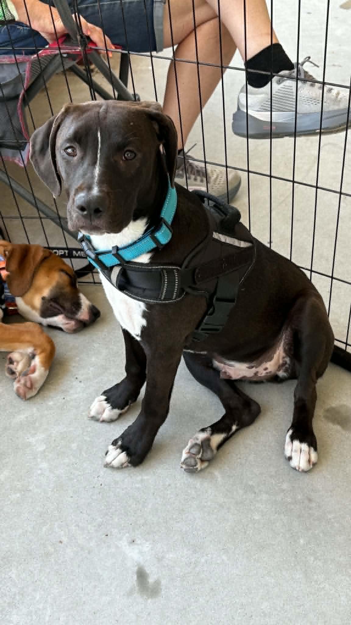 Morton, an adoptable mixed breed in Ayden, NC image 6/6