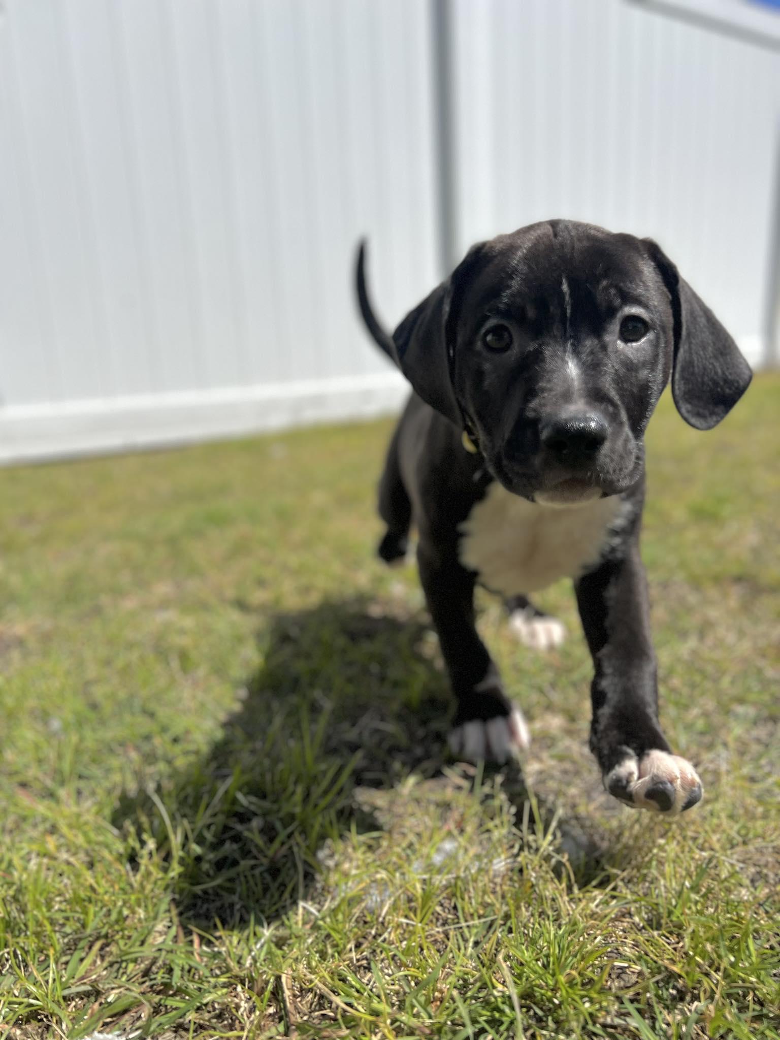 Morton, an adoptable mixed breed in Ayden, NC image 3/6