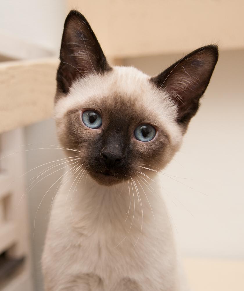 Zach (gets adopted with Lainey), adopted, Kitten Male Siamese.