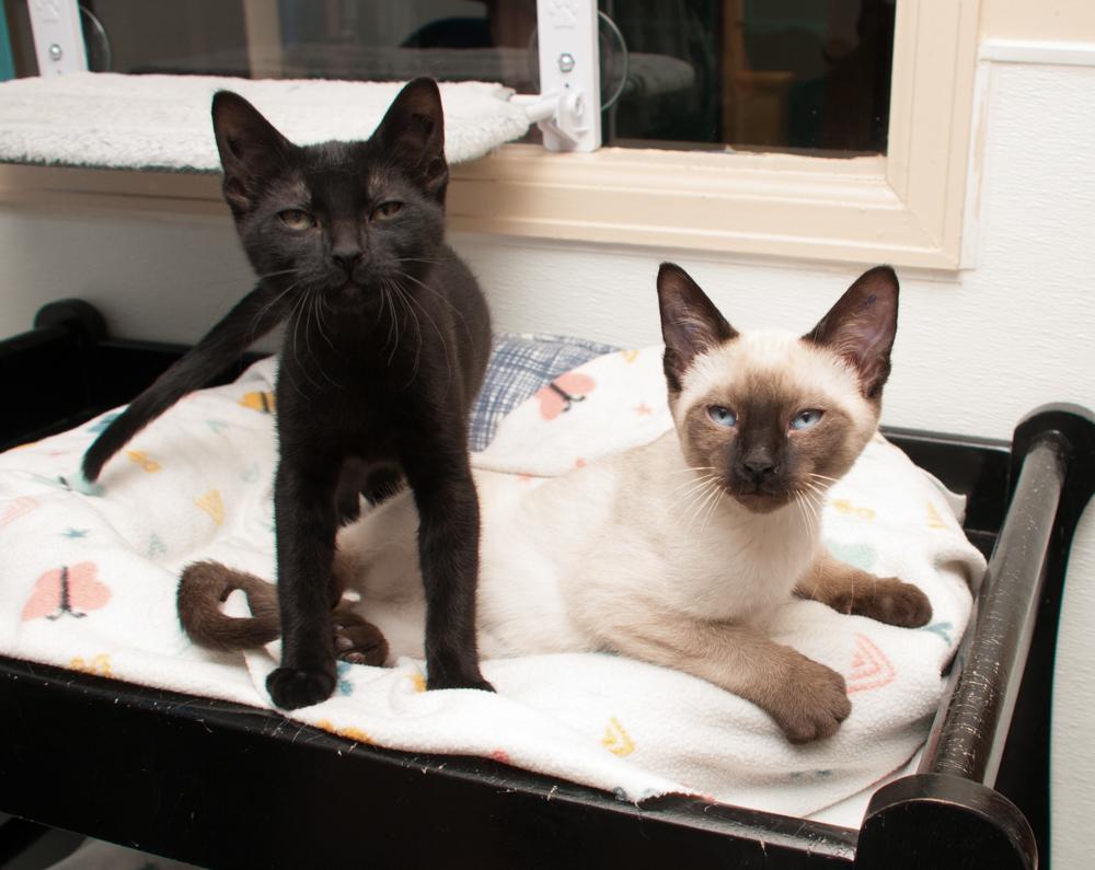 Zach (gets adopted with Lainey), an adopted Siamese in Westminster, CO image 3/4