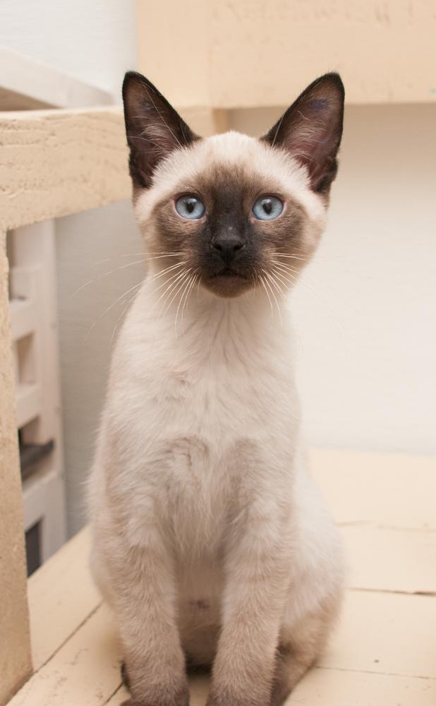 Zach (gets adopted with Lainey), an adopted Siamese in Westminster, CO image 2/4