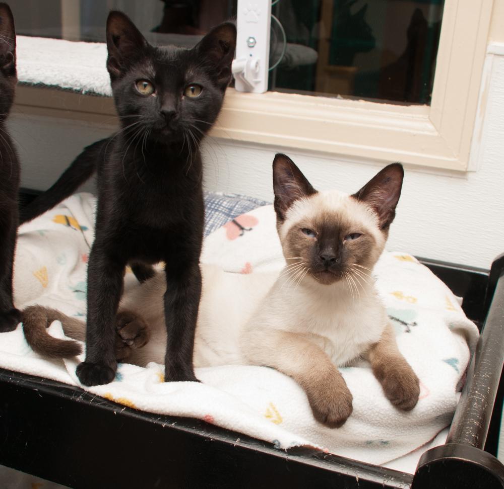 Zach (gets adopted with Lainey), an adopted Siamese in Westminster, CO image 4/4
