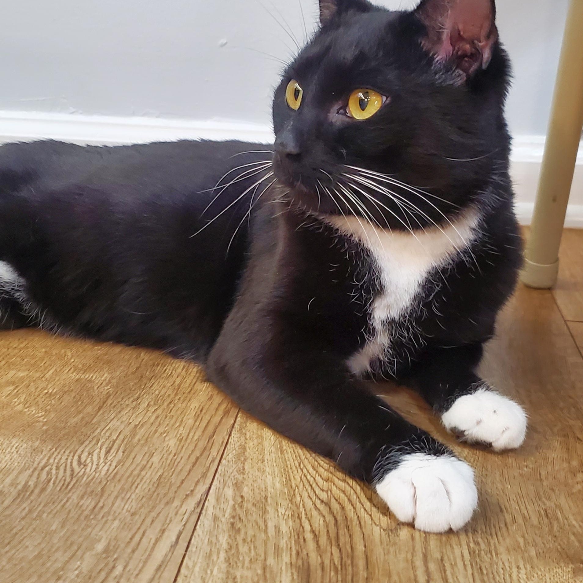 Freddie, a ADOPTABLE Domestic Short Hair in New Haven, CT image 1/5