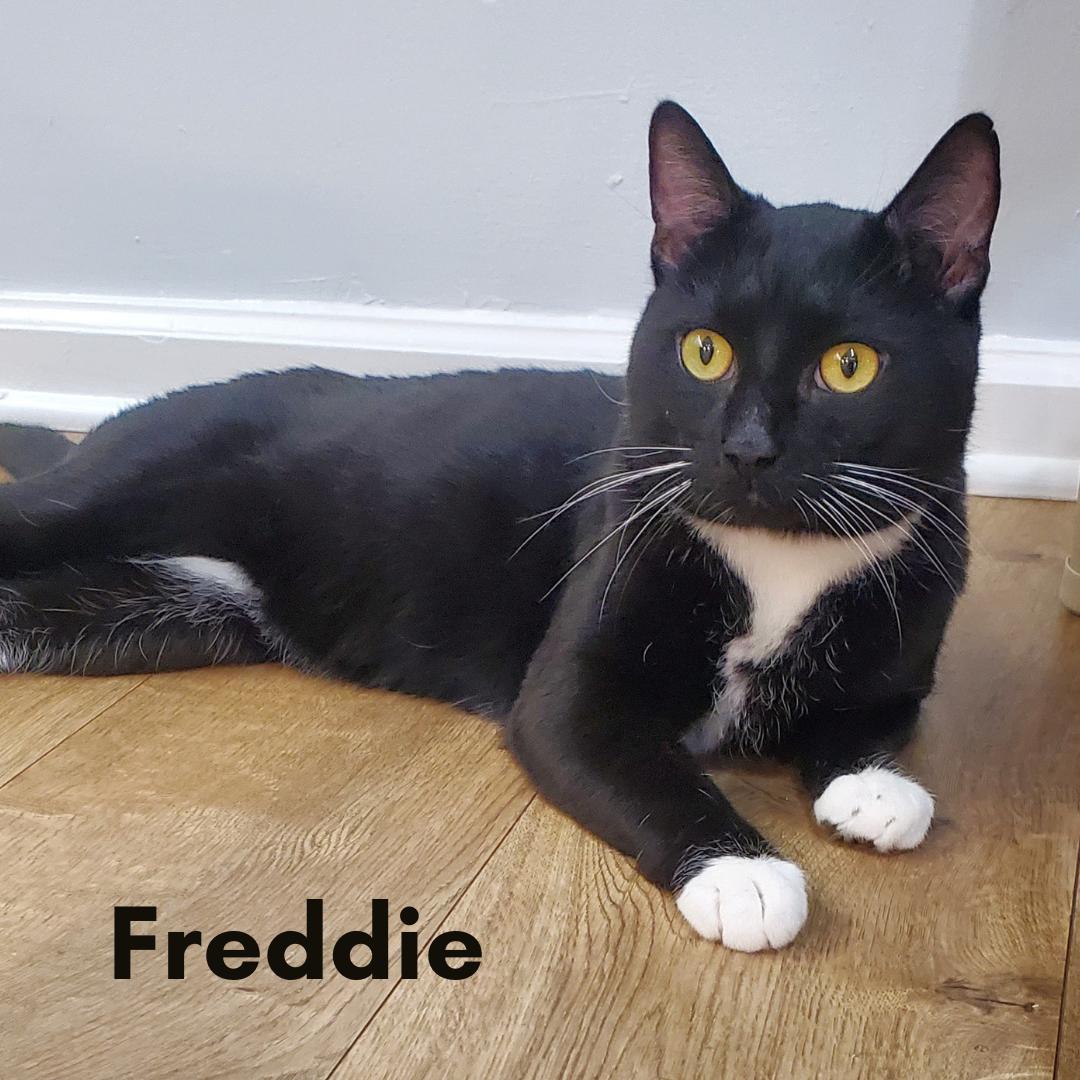 Freddie, a ADOPTABLE Domestic Short Hair in New Haven, CT image 2/5