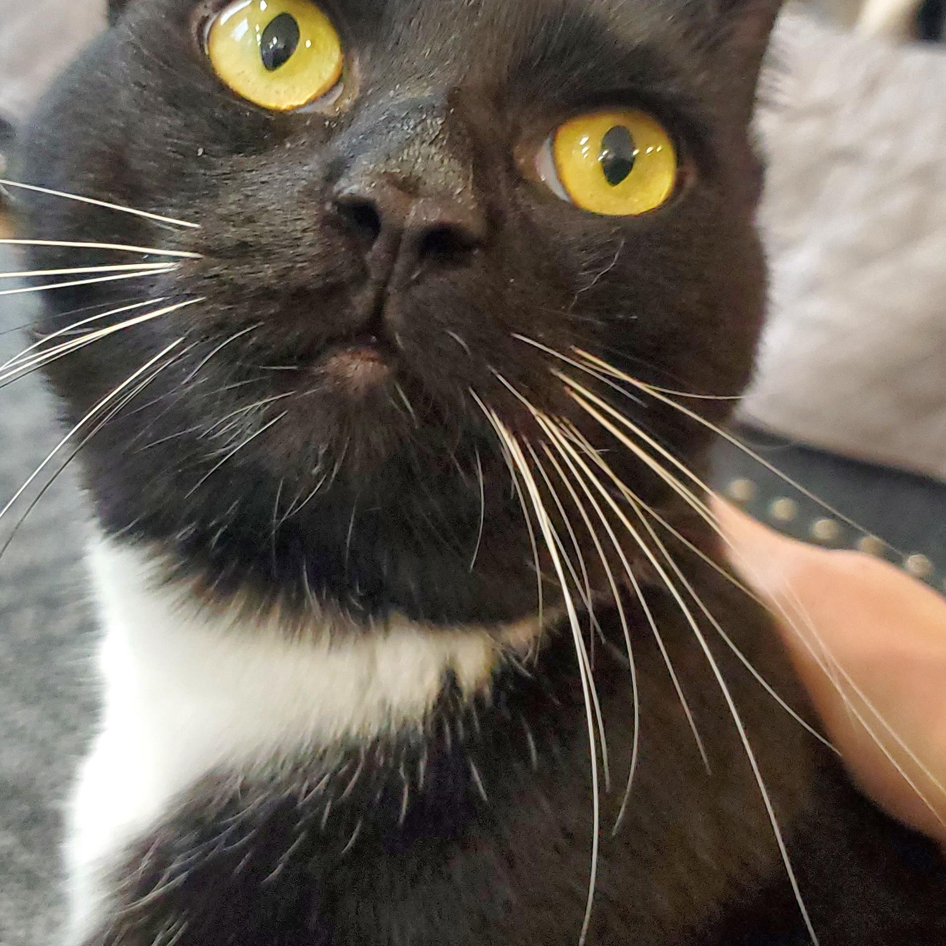 Freddie, a ADOPTABLE Domestic Short Hair in New Haven, CT image 4/5