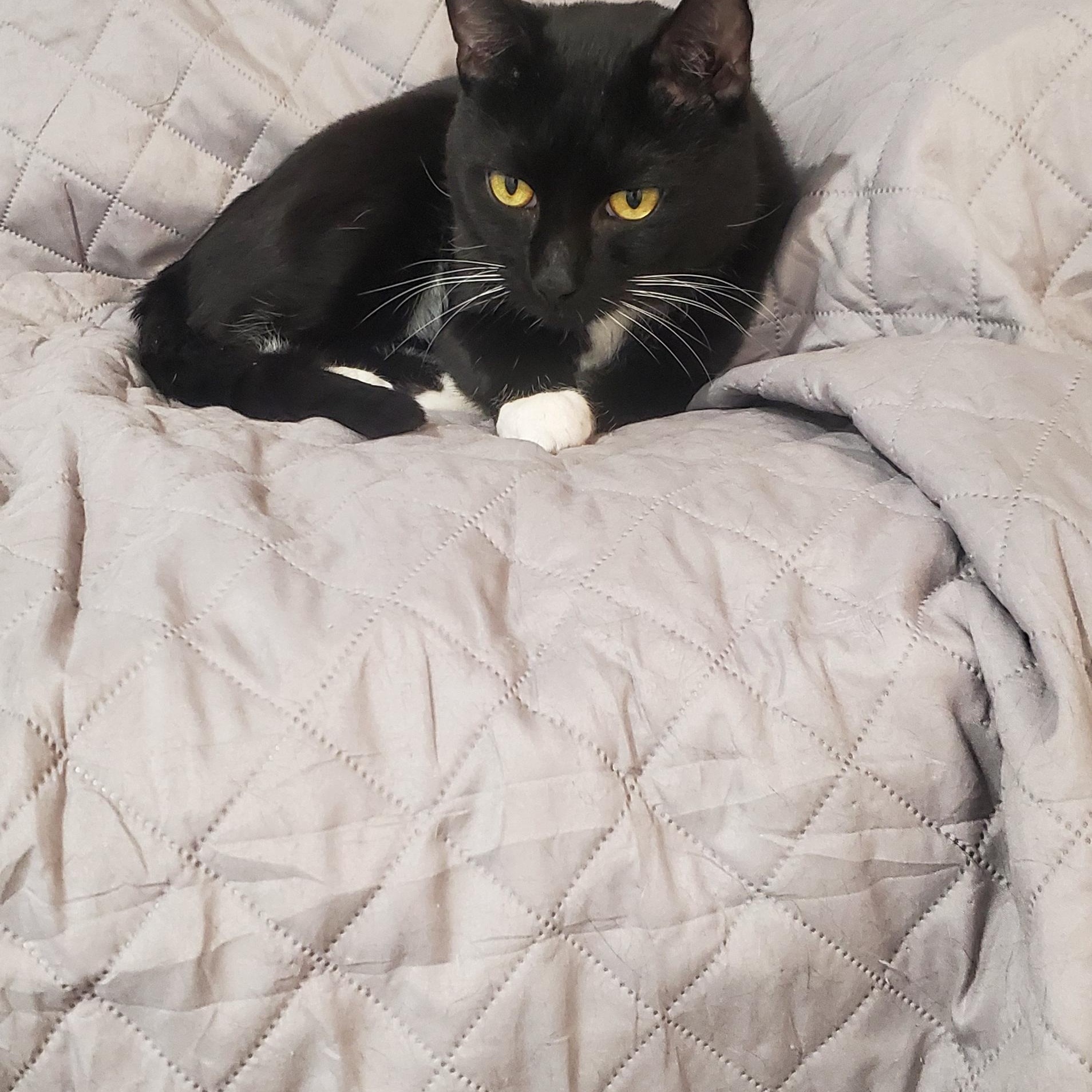 Freddie, a ADOPTABLE Domestic Short Hair in New Haven, CT image 5/5