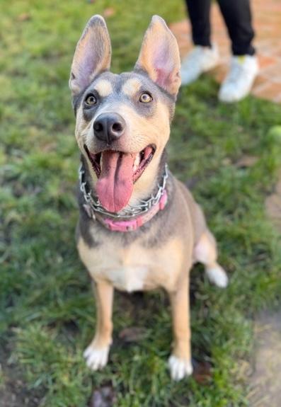 Enlarge Sadie, a Adoptable mixed breed in Phoenix, AZ image 5/6