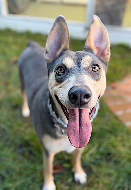 Enlarge Sadie, a Adoptable mixed breed in Phoenix, AZ image 4/6
