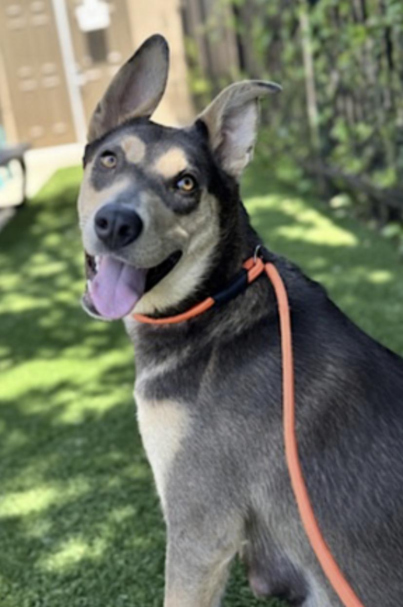 Enlarge Sadie, a Adoptable mixed breed in Phoenix, AZ image 3/6