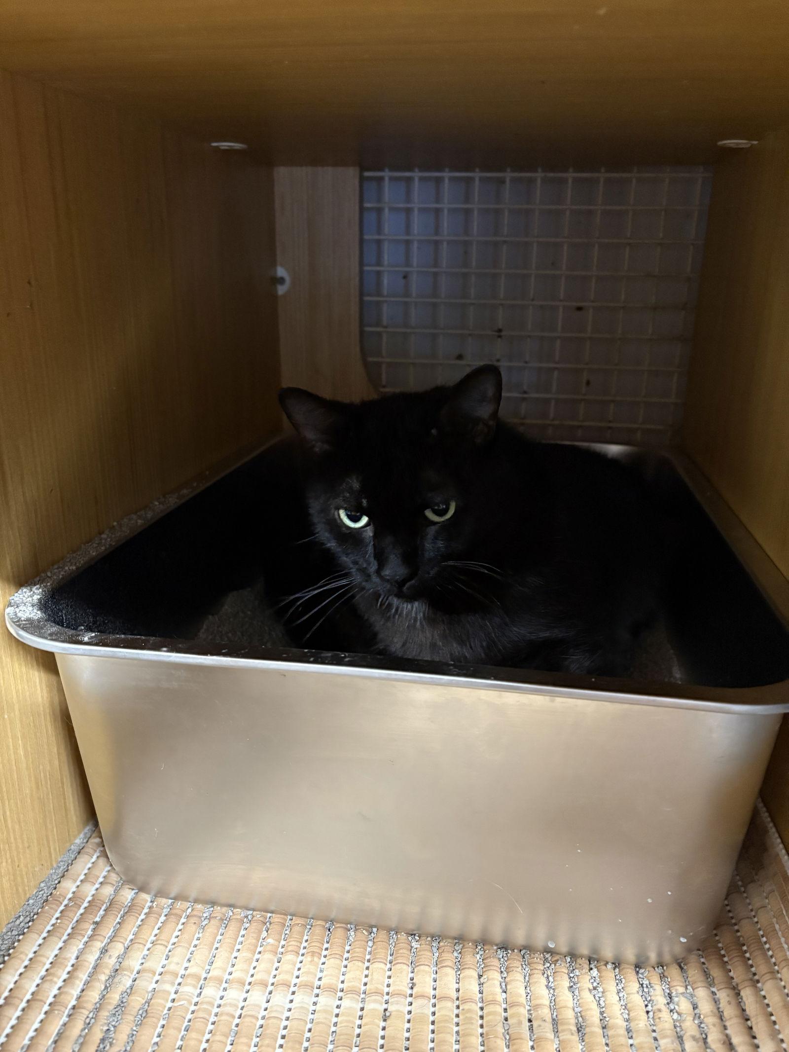 Enlarge Bruce Lee, a Adoptable Domestic Short Hair in White Bluff, TN image 1/1