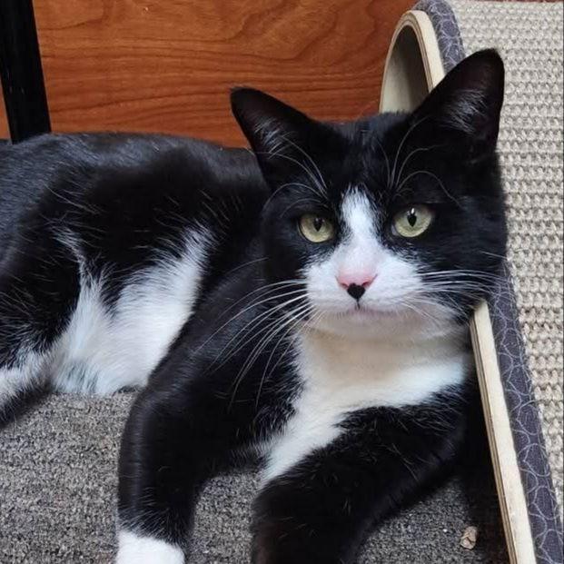 Enlarge Minnow, a Adoptable Domestic Short Hair in Fishkill, NY image 1/3