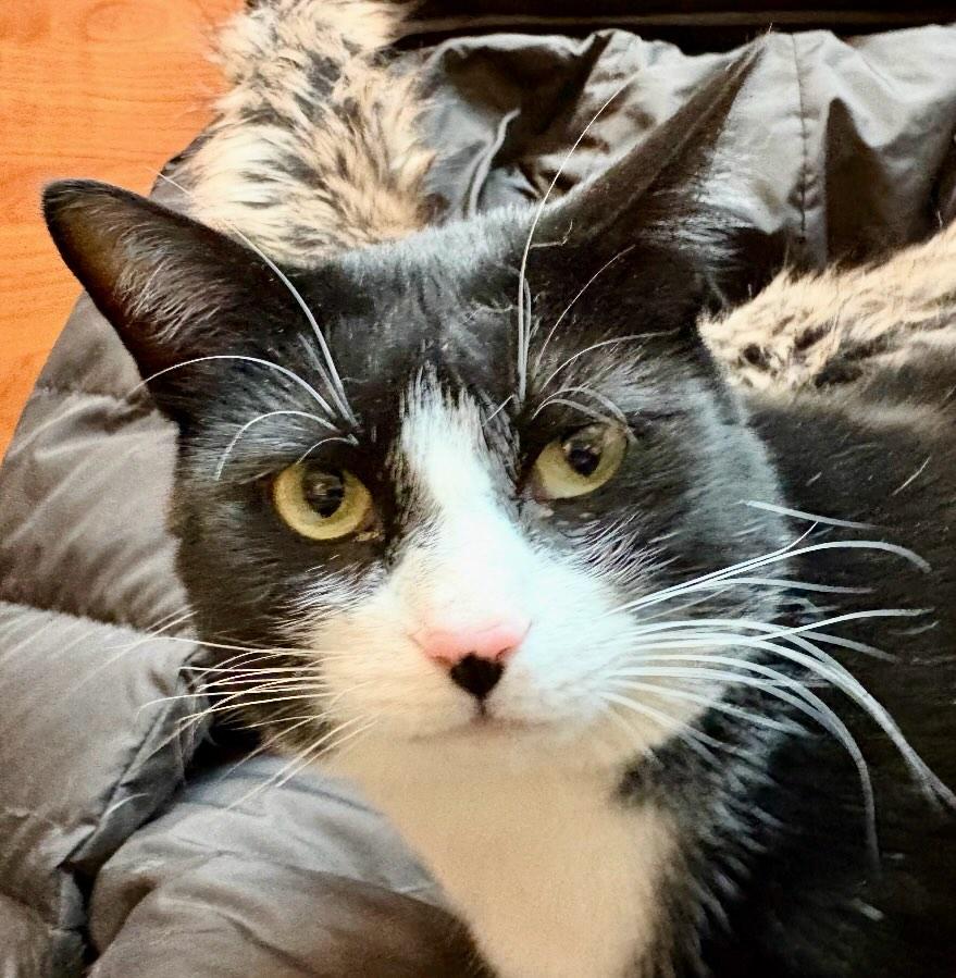 Enlarge Minnow, a Adoptable Domestic Short Hair in Fishkill, NY image 2/3