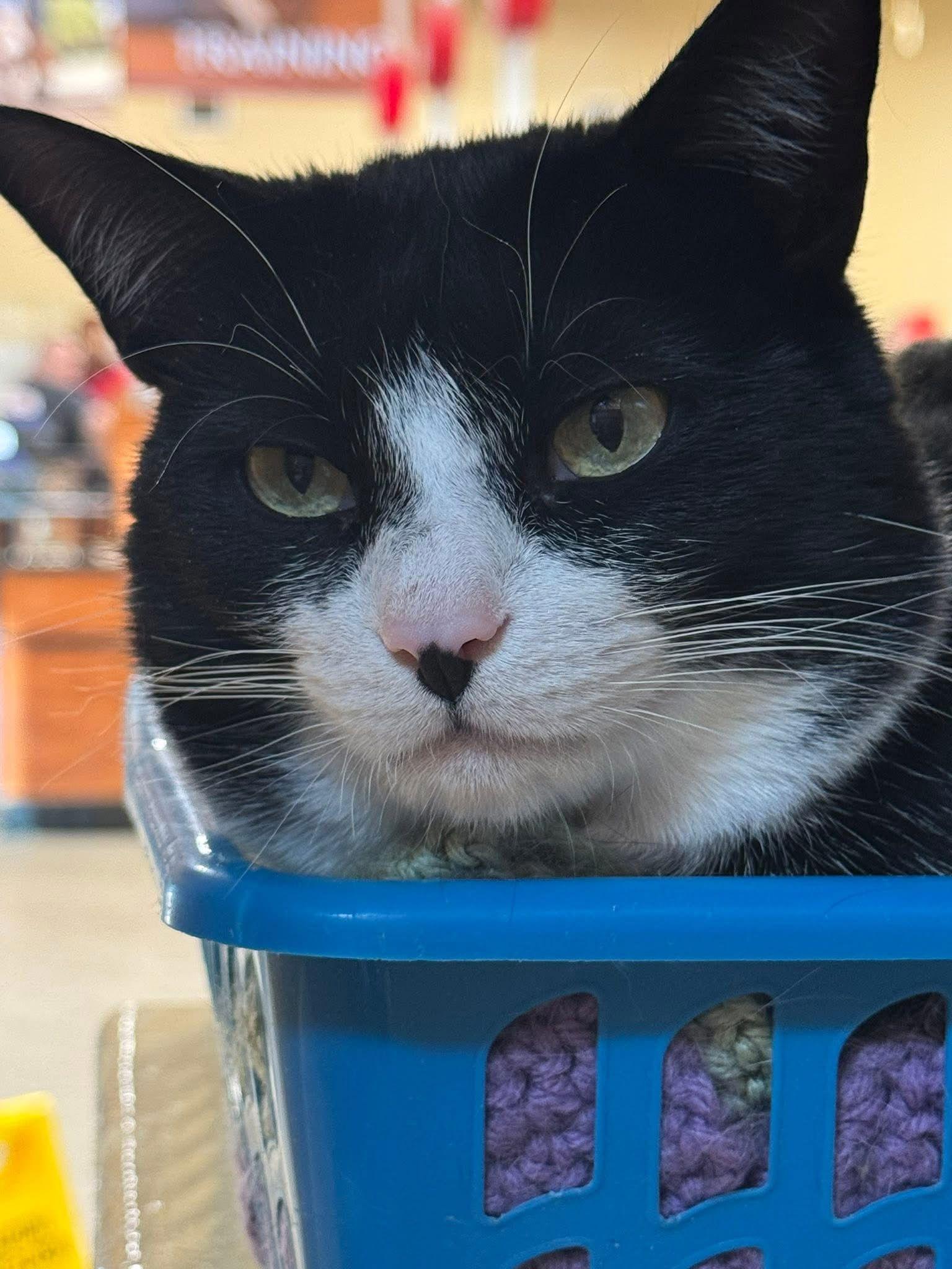 Minnow, a Adoptable Domestic Short Hair in Fishkill, NY image 2/3