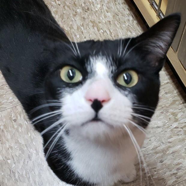 Enlarge Minnow, a Adoptable Domestic Short Hair in Fishkill, NY image 2/3