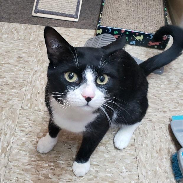 Enlarge Minnow, a Adoptable Domestic Short Hair in Fishkill, NY image 3/3