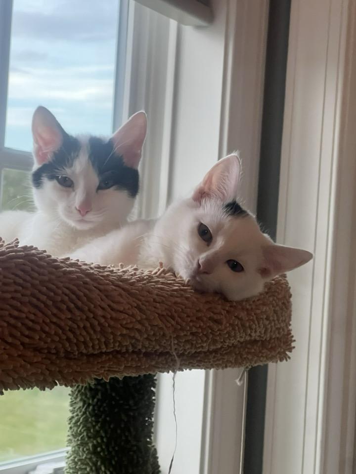 Enlarge Sugar Kittens: Turbinado, a Adoptable Domestic Short Hair in Leesburg, VA image 3/6