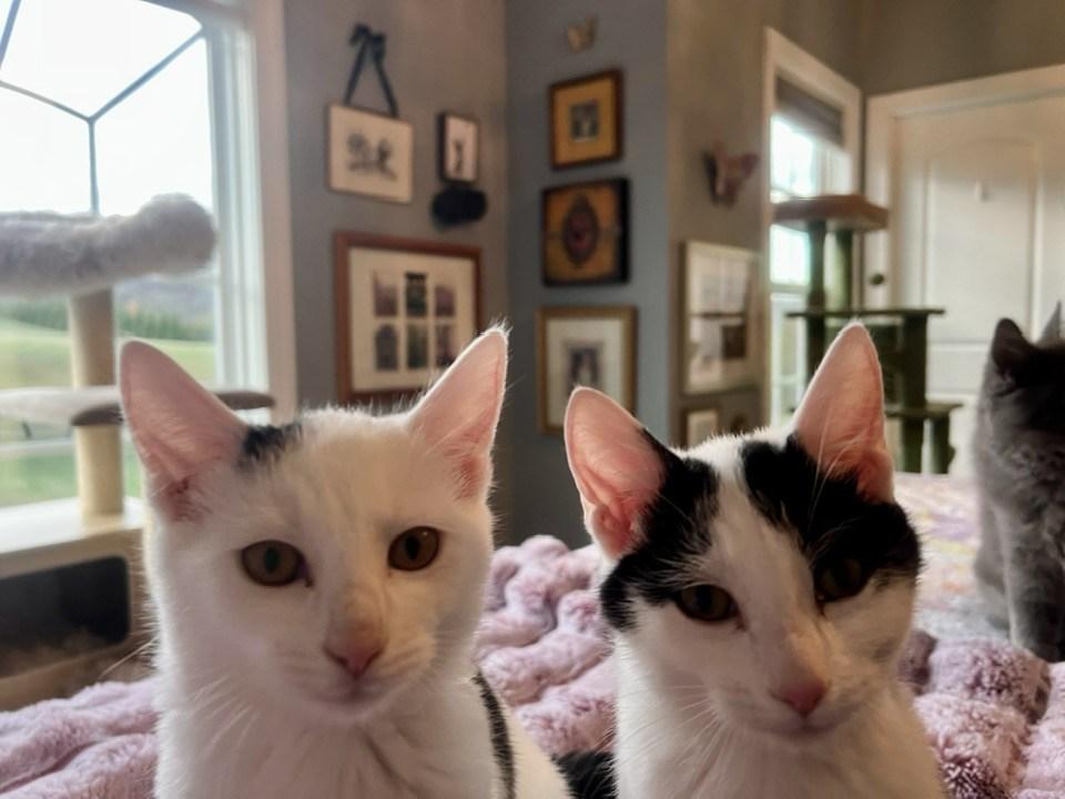 Enlarge Sugar Kittens: Turbinado, a Adoptable Domestic Short Hair in Leesburg, VA image 4/6