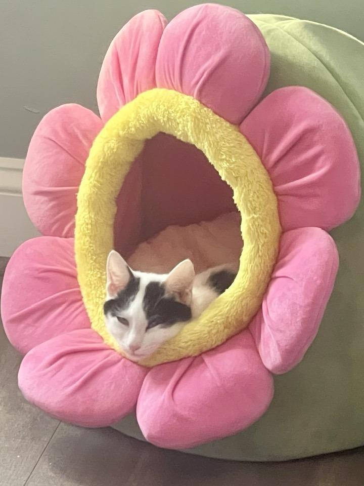 Enlarge Sugar Kittens: Turbinado, a Adoptable Domestic Short Hair in Leesburg, VA image 2/6