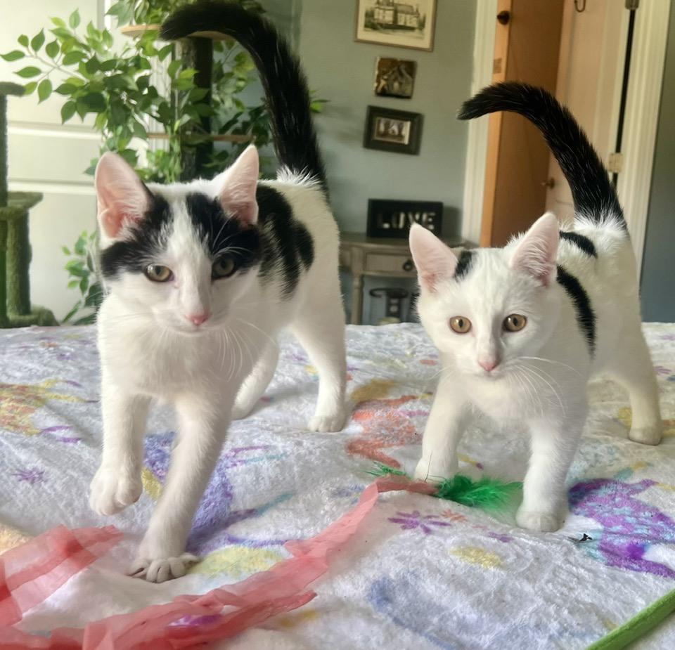 Enlarge Sugar Kittens: Turbinado, a Adoptable Domestic Short Hair in Leesburg, VA image 1/6