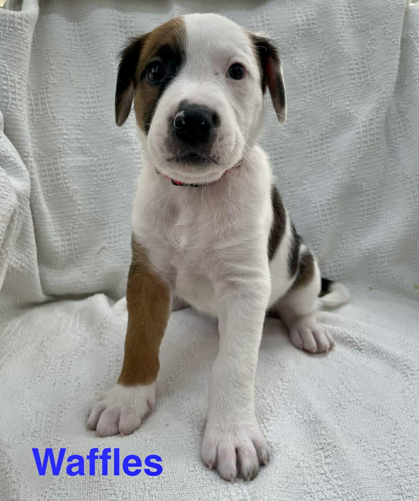 Enlarge WAFFLES, an adopted mixed breed in Madisonville, LA image 3/3