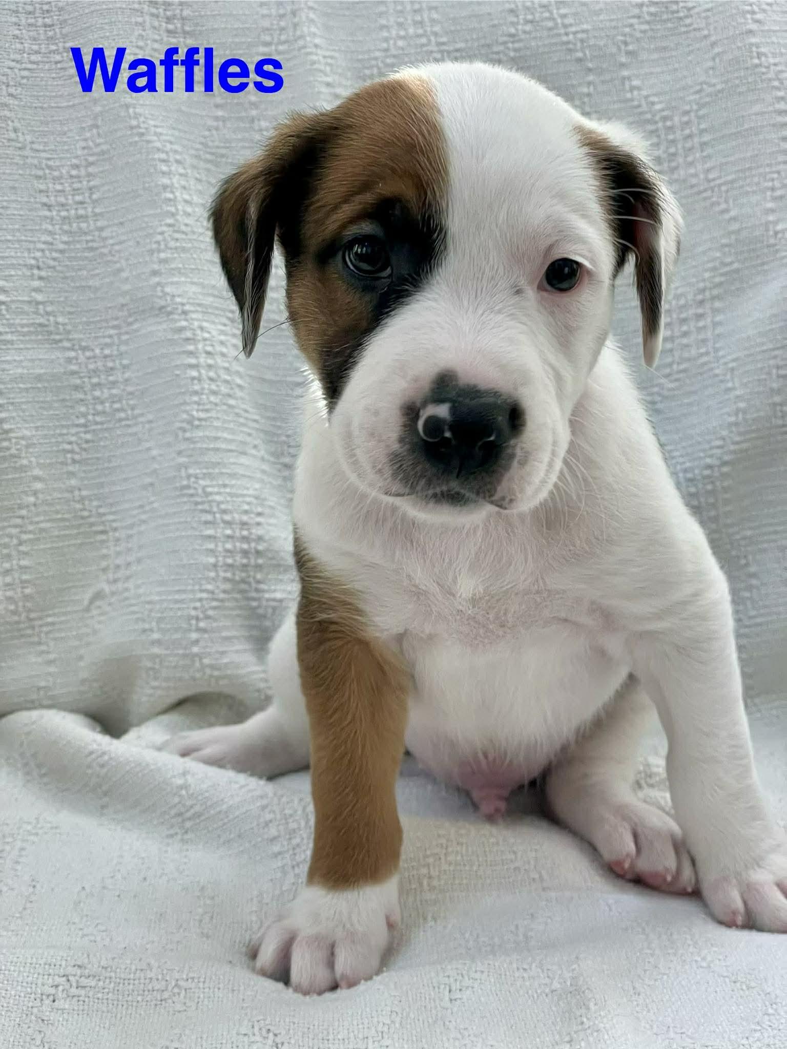 WAFFLES, adopted, Puppy Male Jack Russell Terrier & Great Dane.