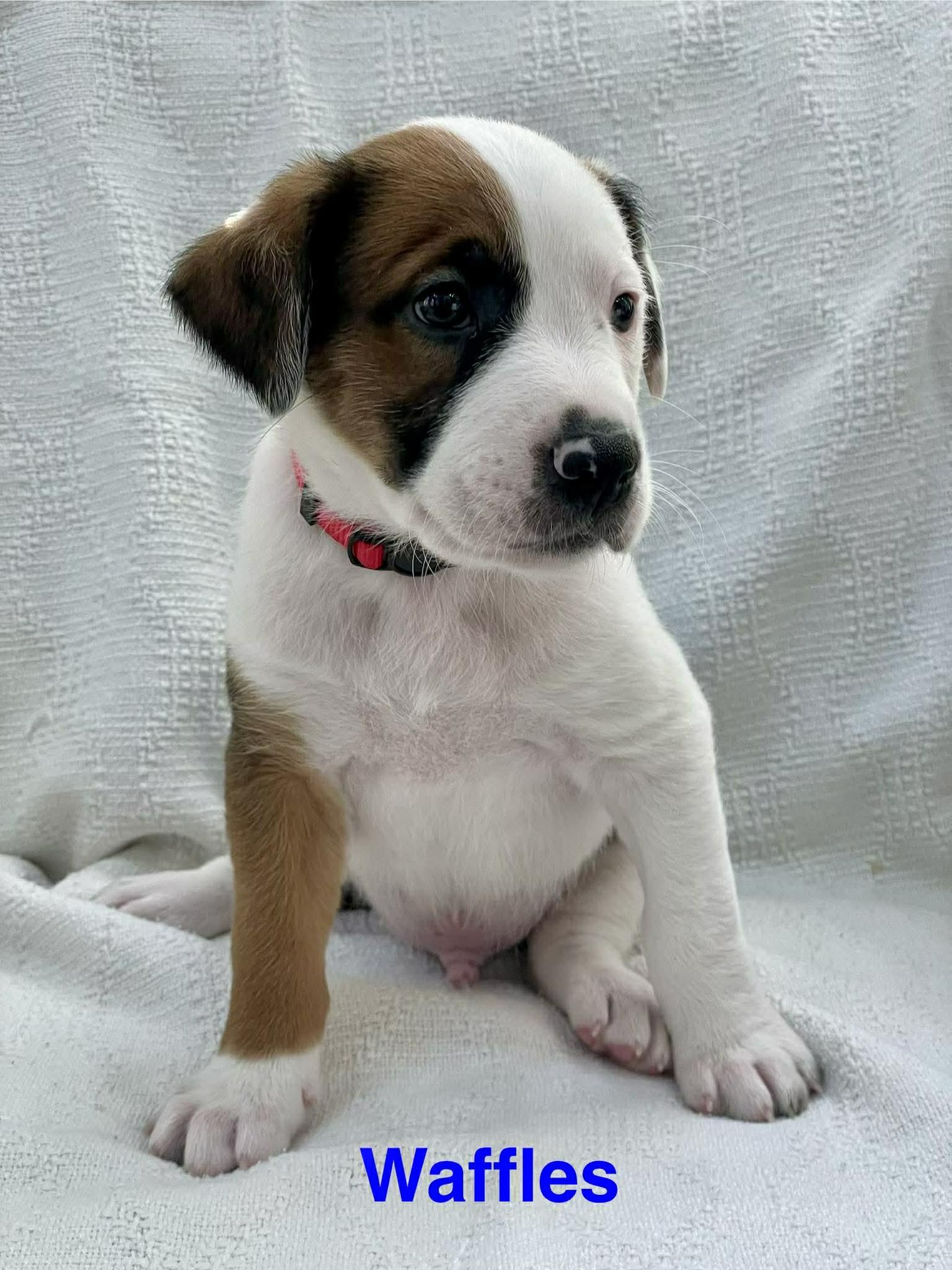 Enlarge WAFFLES, an adopted mixed breed in Madisonville, LA image 2/3