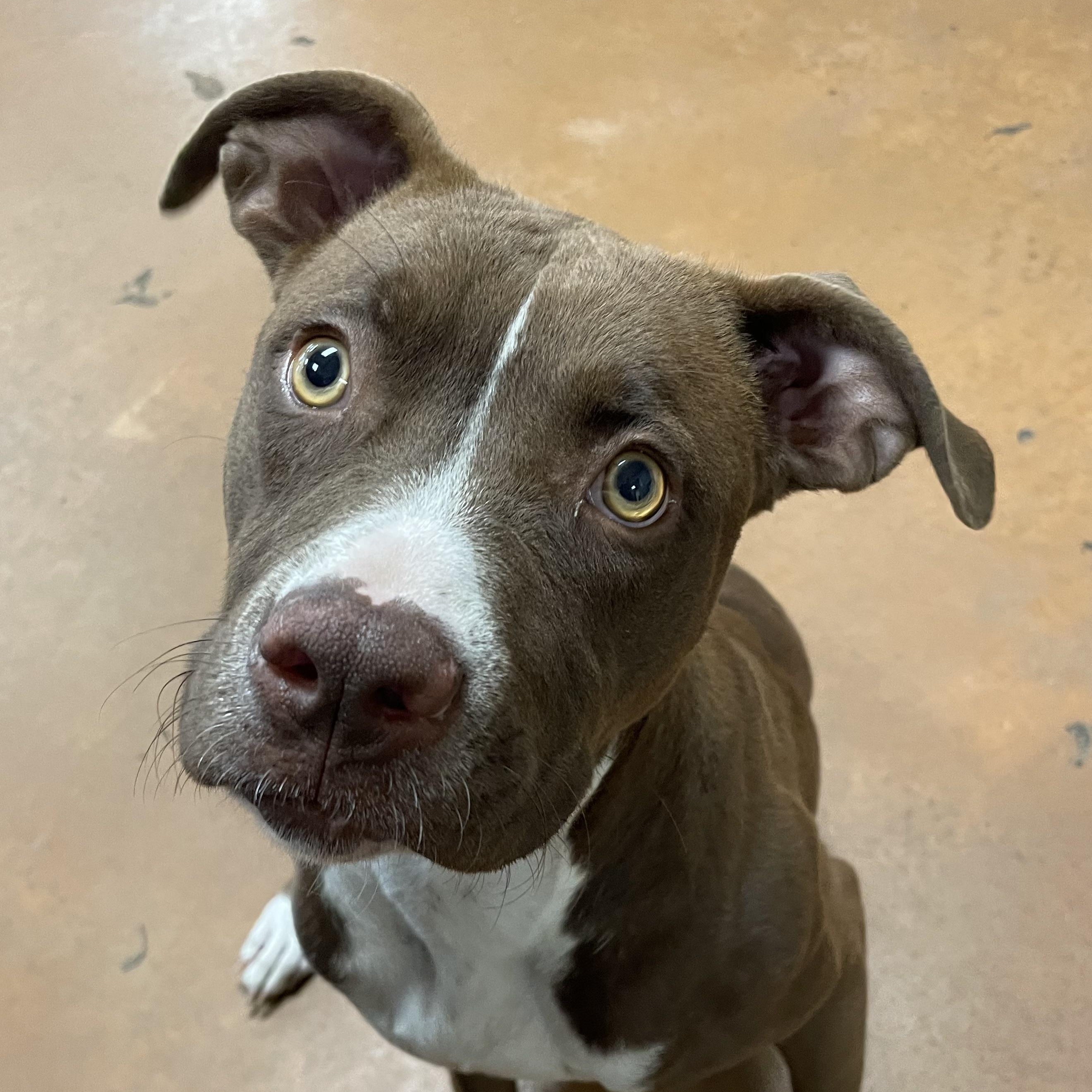 Willow, an adoptable mixed breed in Heber Springs, AR image 3/5