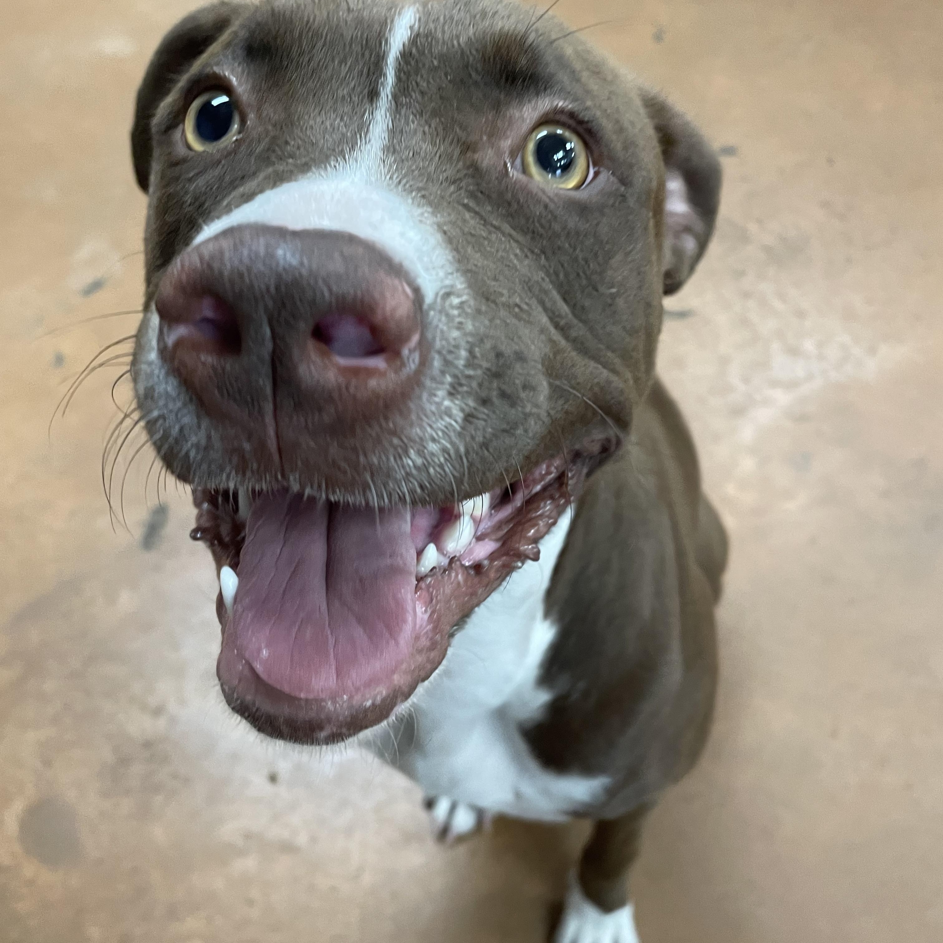 Willow, an adoptable mixed breed in Heber Springs, AR image 5/5