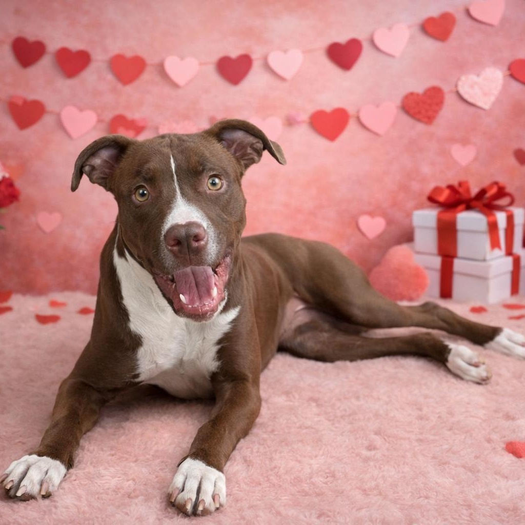 Willow, an adoptable mixed breed in Heber Springs, AR image 1/5