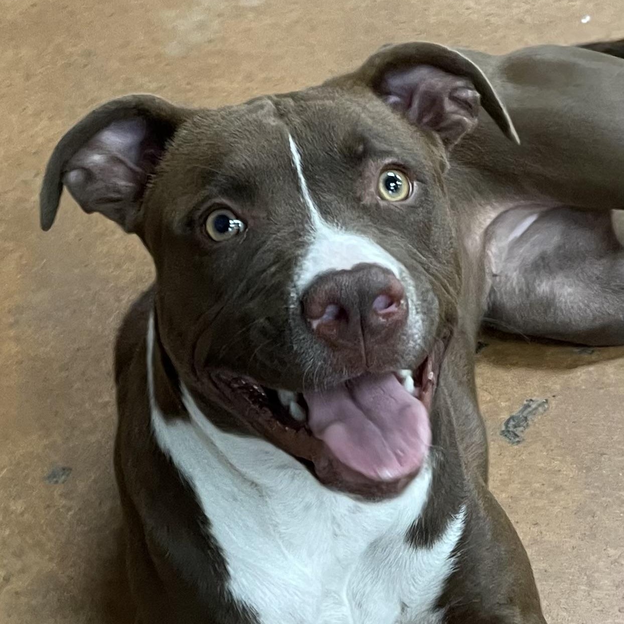 Willow, an adoptable mixed breed in Heber Springs, AR image 4/5