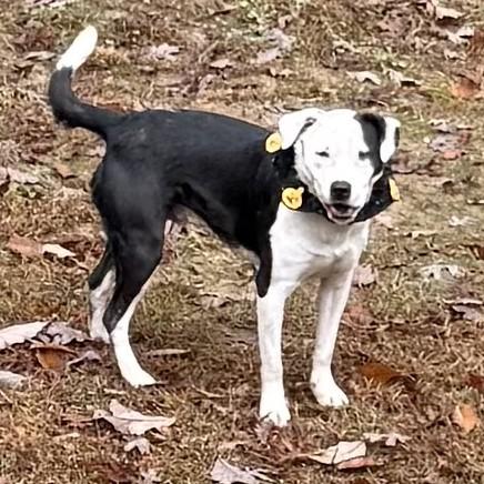 BJ Hodge Podge — thumbnail 2