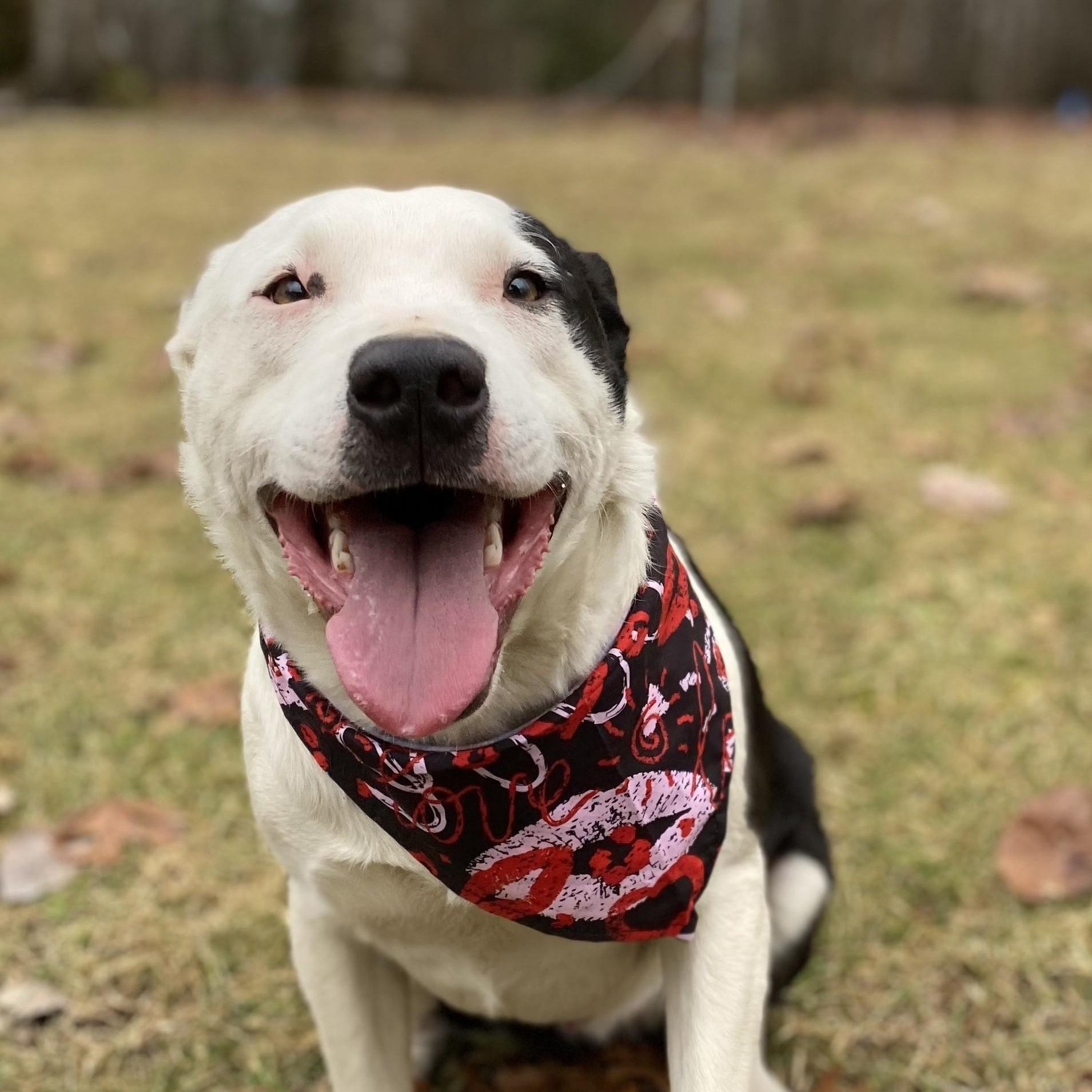 BJ Hodge Podge — thumbnail 3