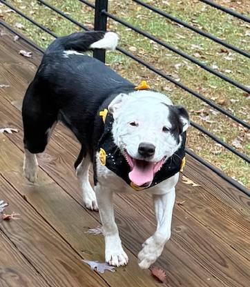 BJ Hodge Podge — thumbnail 4