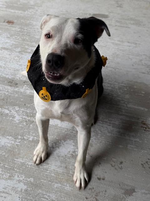 BJ Hodge Podge — thumbnail 5