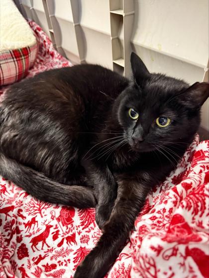 Enlarge Cinnamon - Available in Foster, a Adoptable mixed breed in Madison, NJ image 1/3