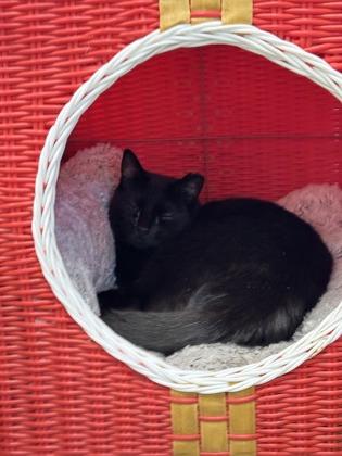 Enlarge Cinnamon - Available in Foster, a Adoptable mixed breed in Madison, NJ image 2/3