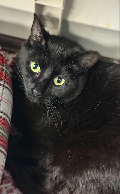 Enlarge Cinnamon - Available in Foster, a Adoptable mixed breed in Madison, NJ image 3/3