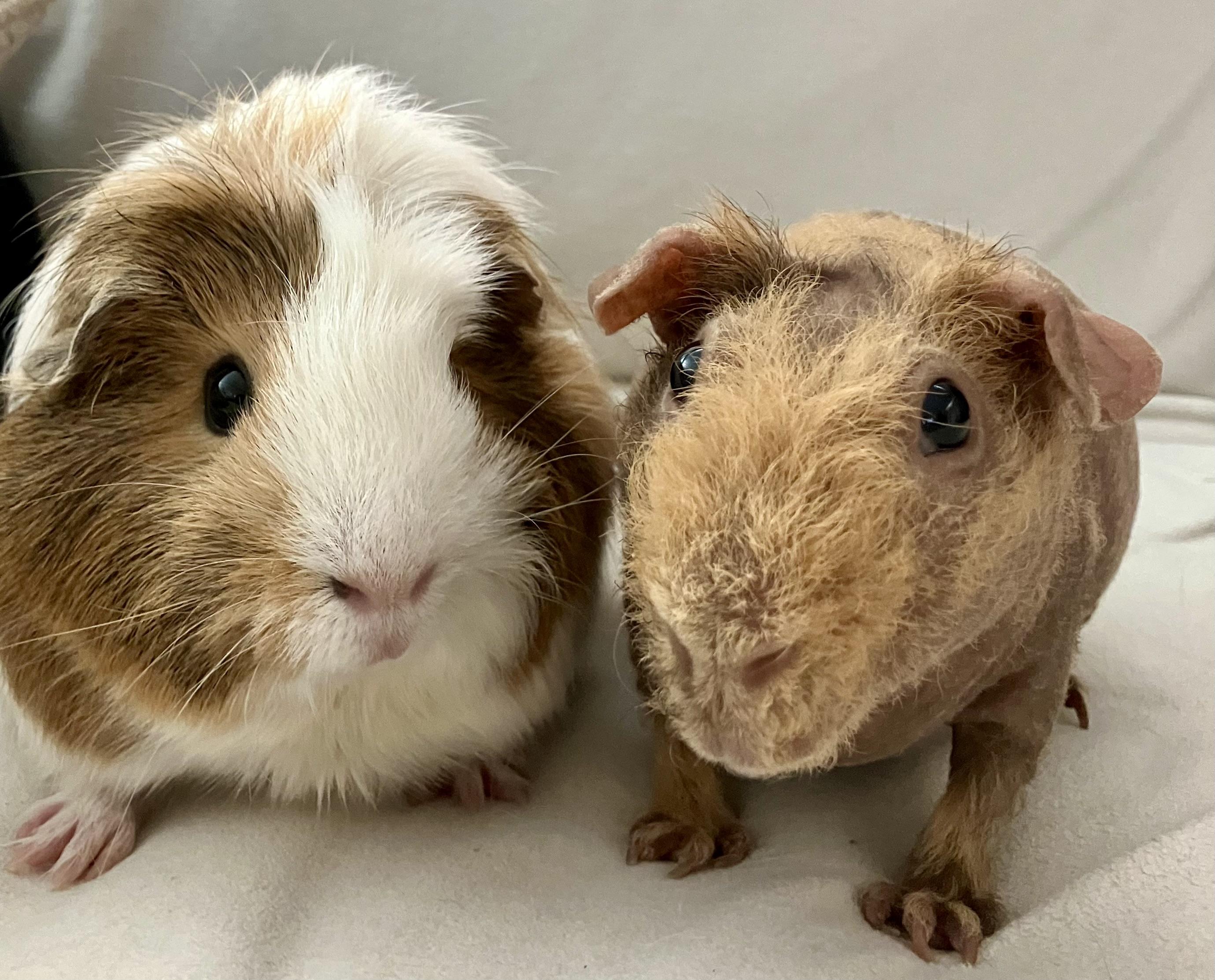 Enlarge Rosie and Boris, a Adoptable Guinea Pig in San Jose, CA image 1/1