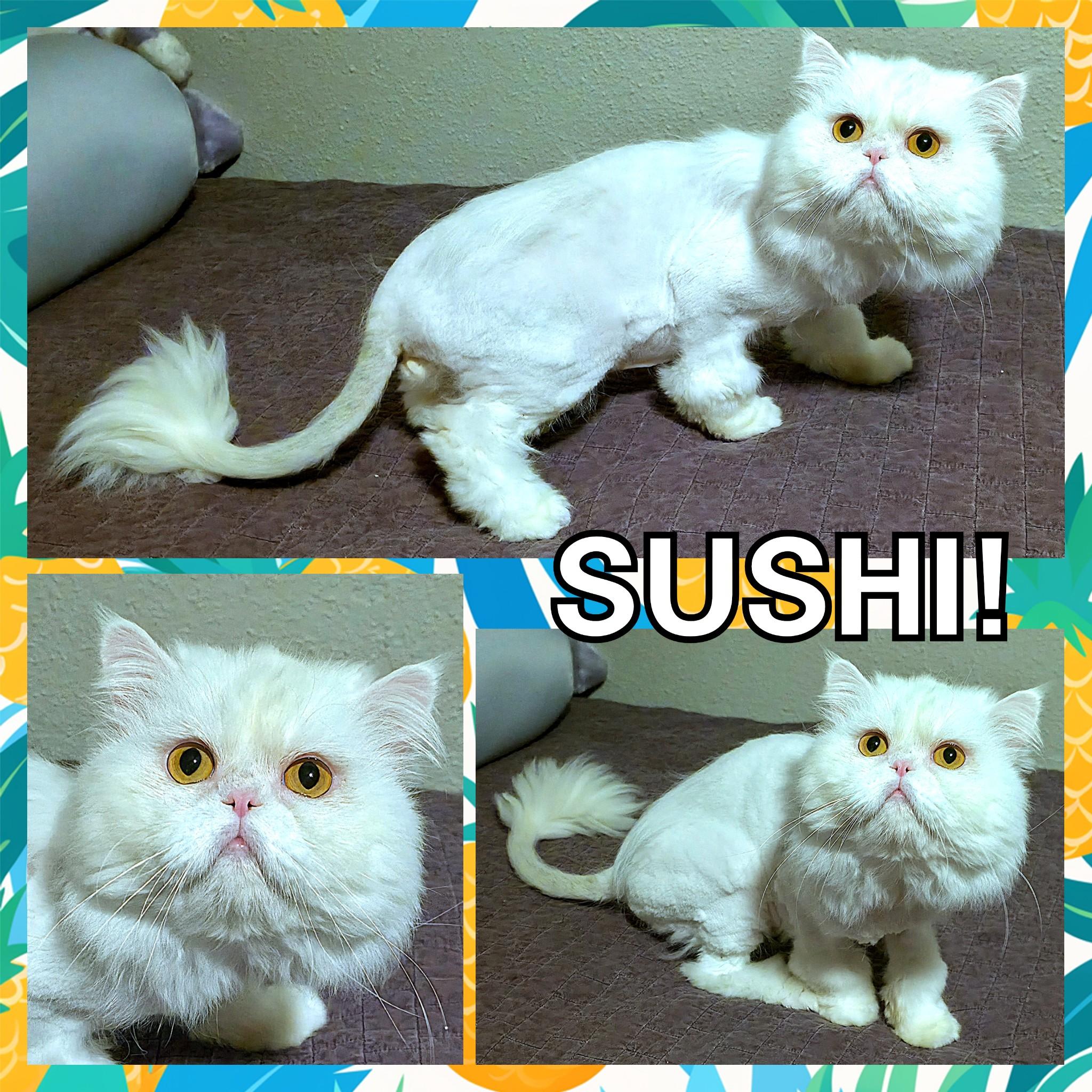 Enlarge Sushi, a ADOPTABLE Persian in Converse, TX image 4/4