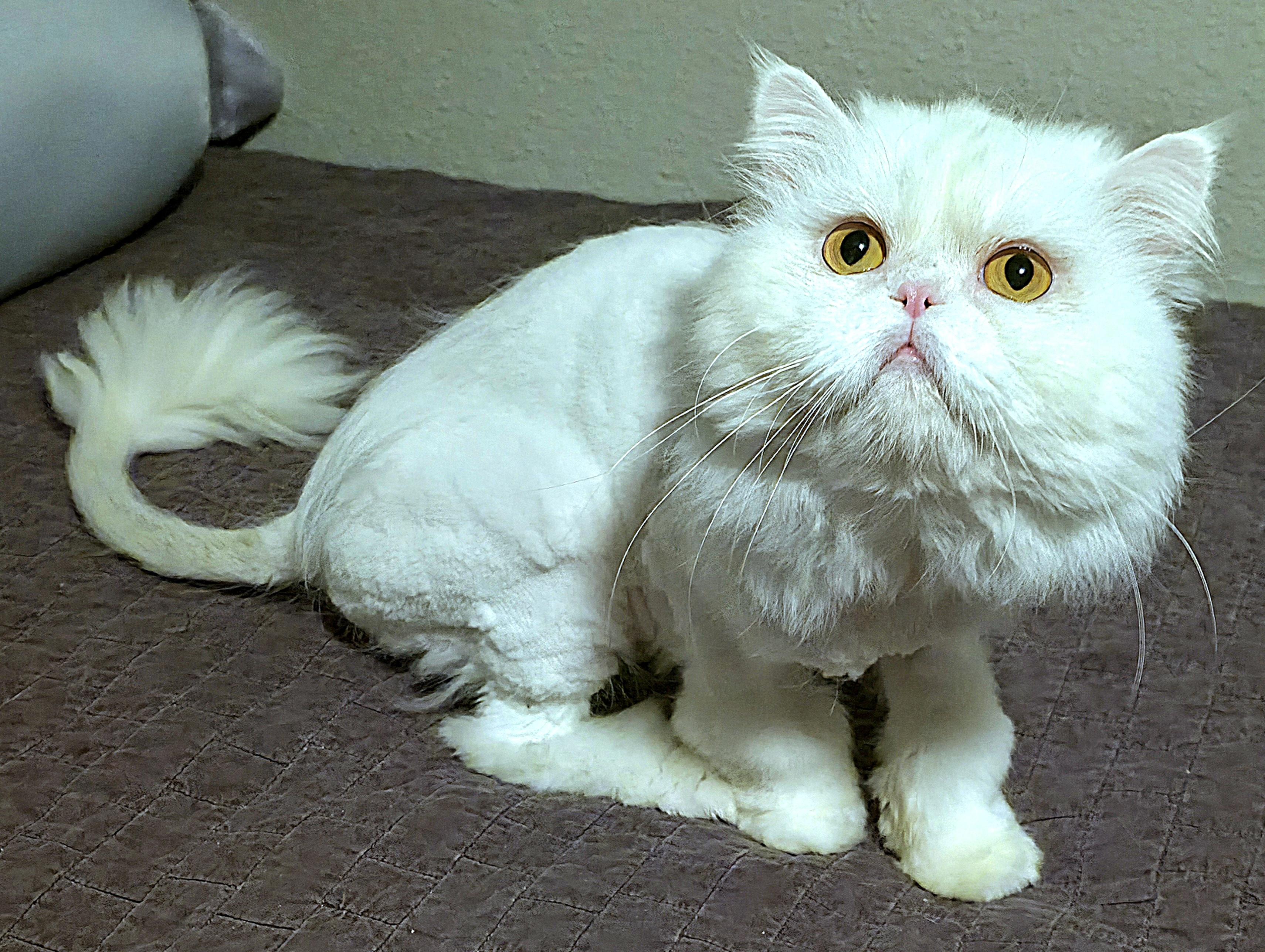 Enlarge Sushi, a ADOPTABLE Persian in Converse, TX image 3/4