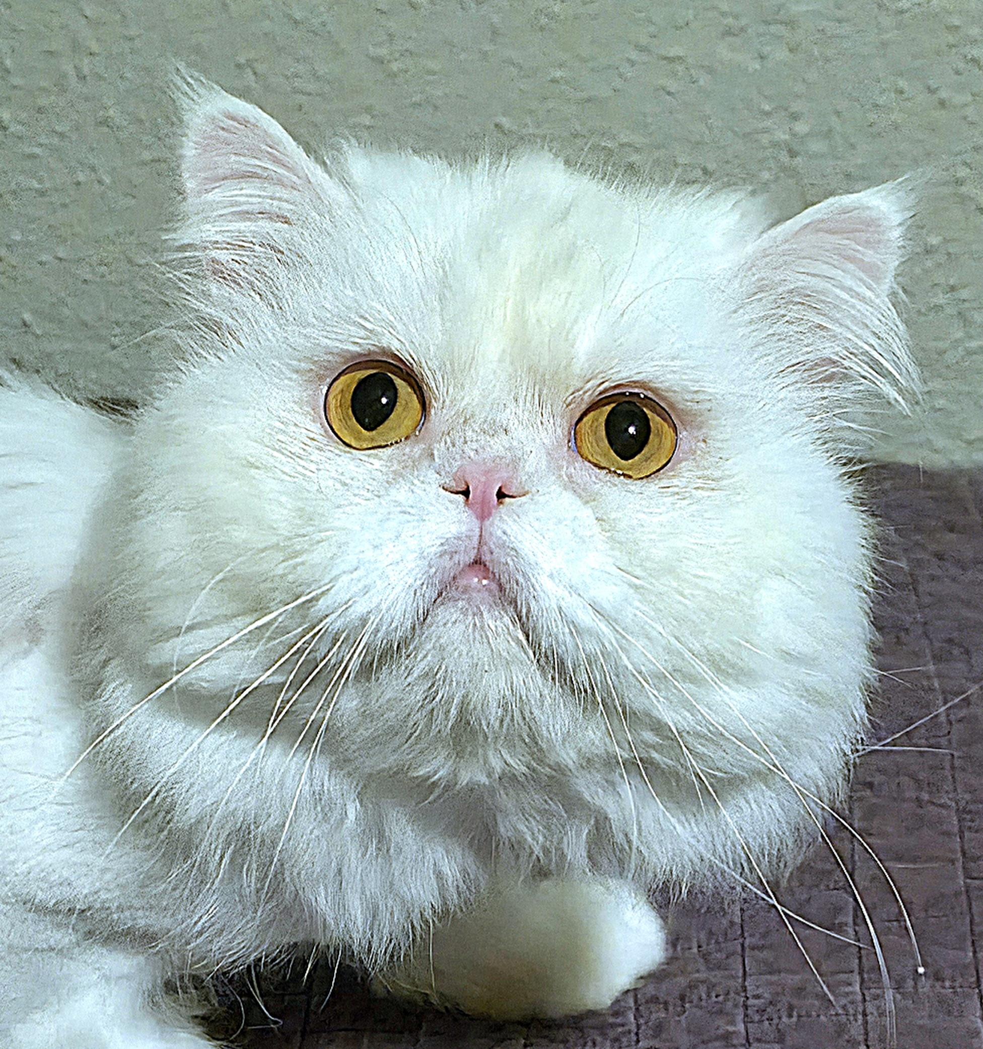 Sushi, ADOPTABLE, Adult Male Persian.