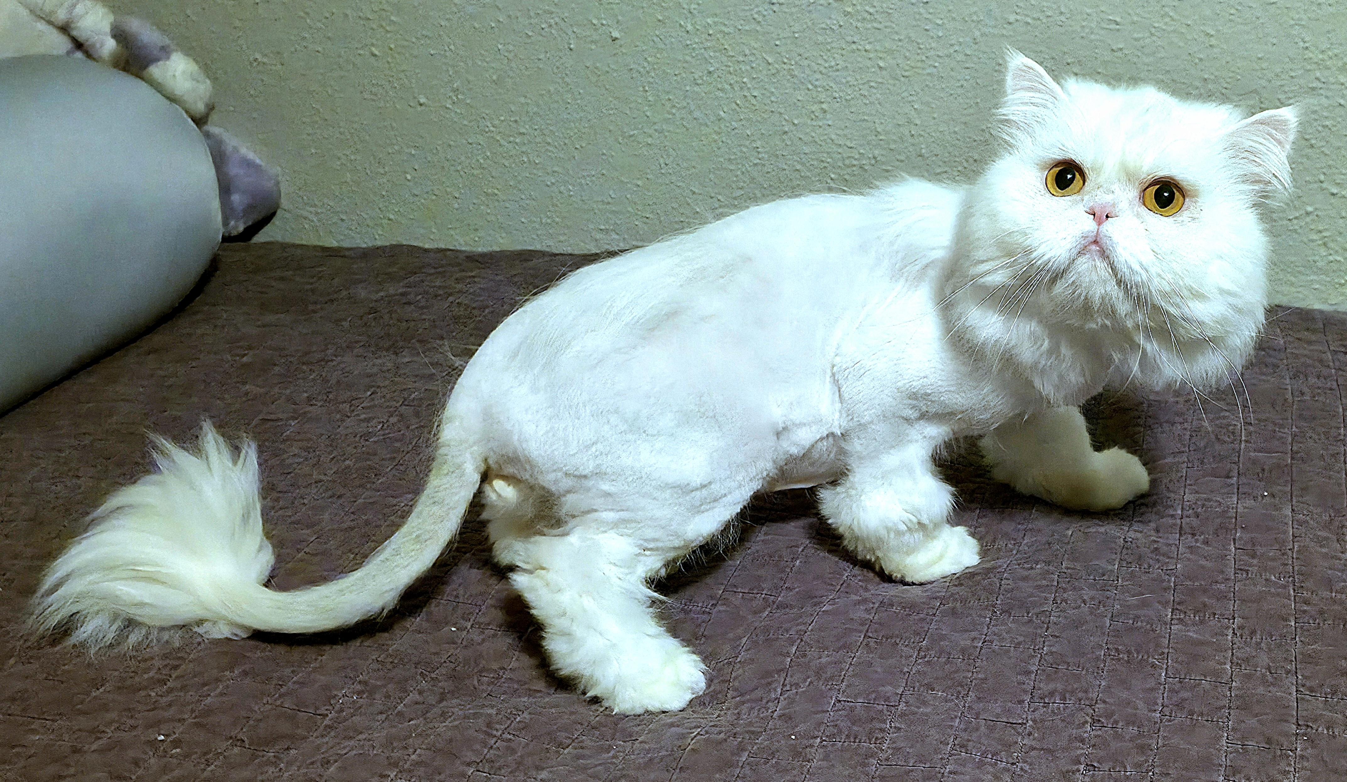 Enlarge Sushi, a ADOPTABLE Persian in Converse, TX image 2/4