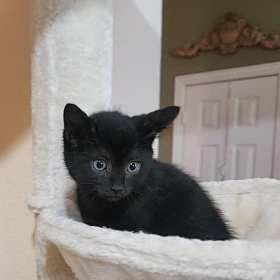 Enlarge Tacoma, a Adoptable Domestic Short Hair in Allen, TX image 2/6