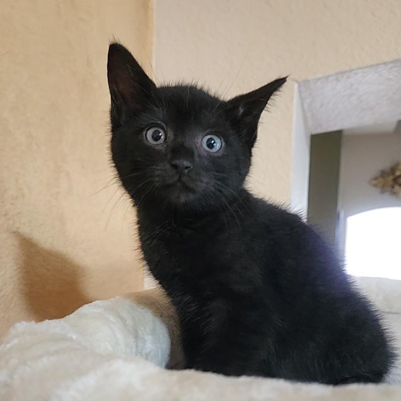 Enlarge Tacoma, a Adoptable Domestic Short Hair in Allen, TX image 6/6